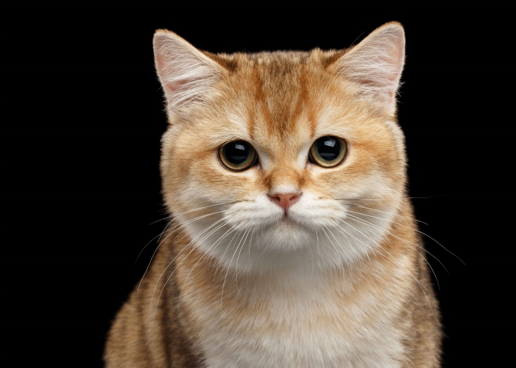 c474a0126d8dbb665b48dee6c8fc64ae