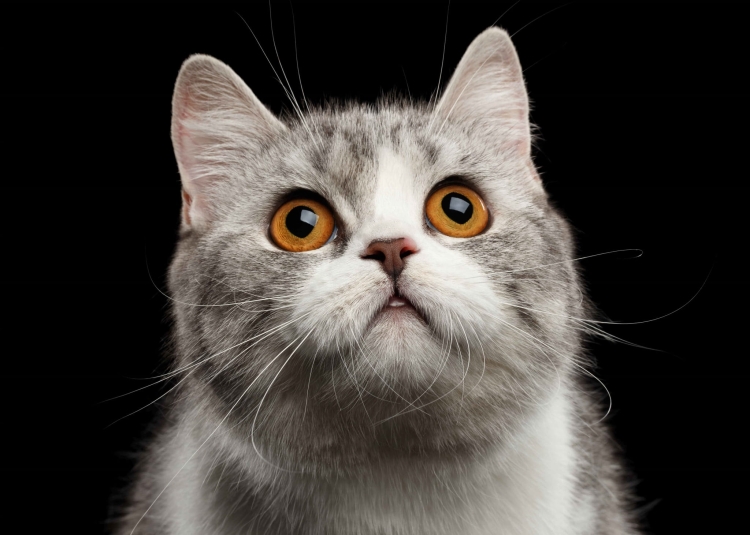 cde4c66274abf96b95c320dc4bf12c42