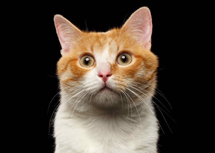 9da7eccb882dd94a70a680bef78726b7