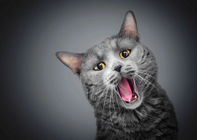 16bbf9701d1ee460a6ab1c76cdba0559