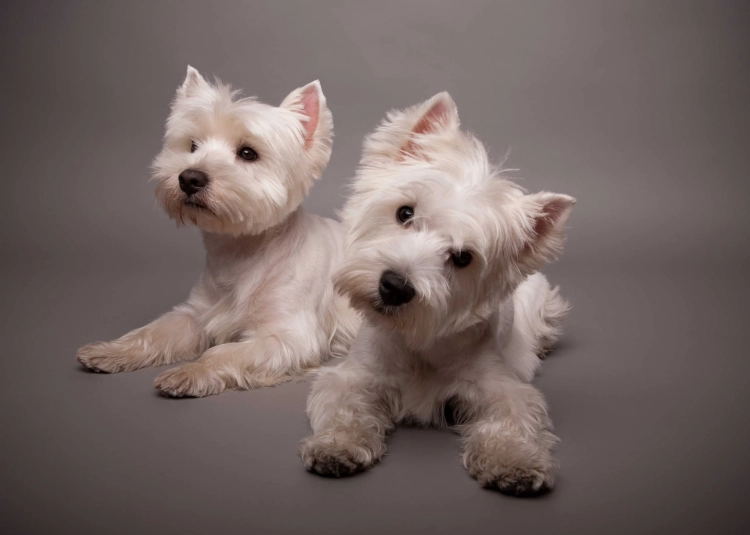 d14c8d9e12a2230384c87e5a42882b7f