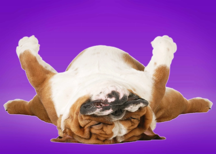 25b8bf3a55d4f6e49915f68de83527bd