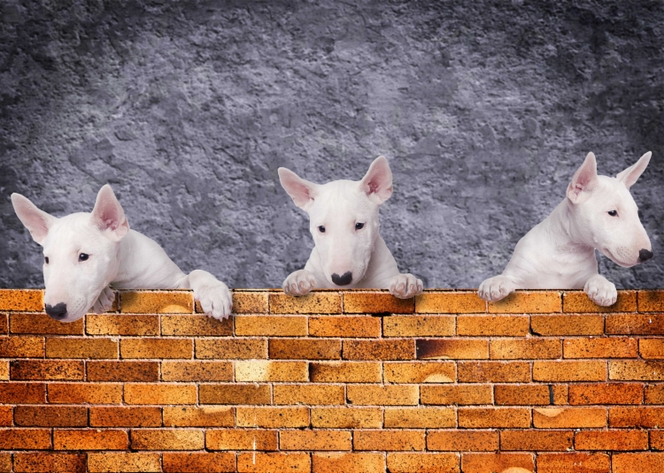 e33f3b50ceb991a8fcd261654d9572eb