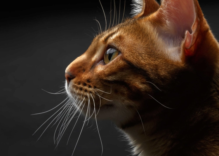 e0f31b7d5dbd4058d186c3f1d65be0d6