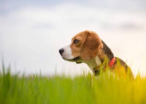 17c46d6ebc76fcb6f341a2901688b99e