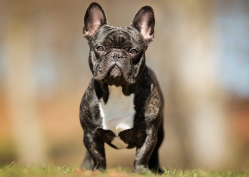 923ae05d81924e542ddcf5a4a44383bd