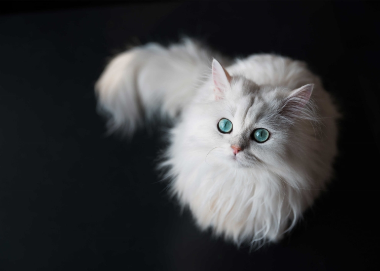 398258fd7f0829b2175df84917ec8fbb