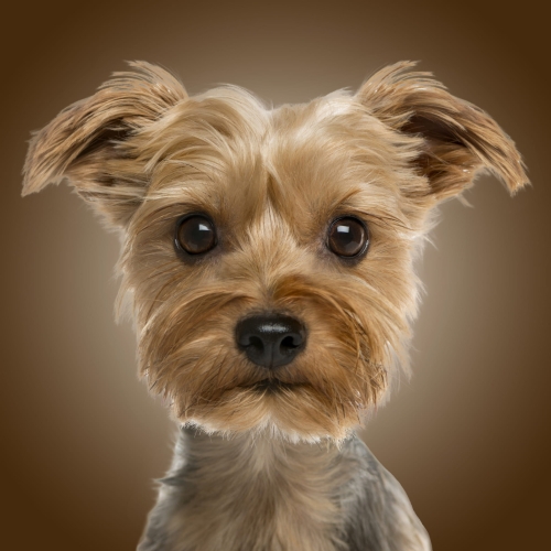 16a207b4d7c73bdf8ef95de2e2e6146b