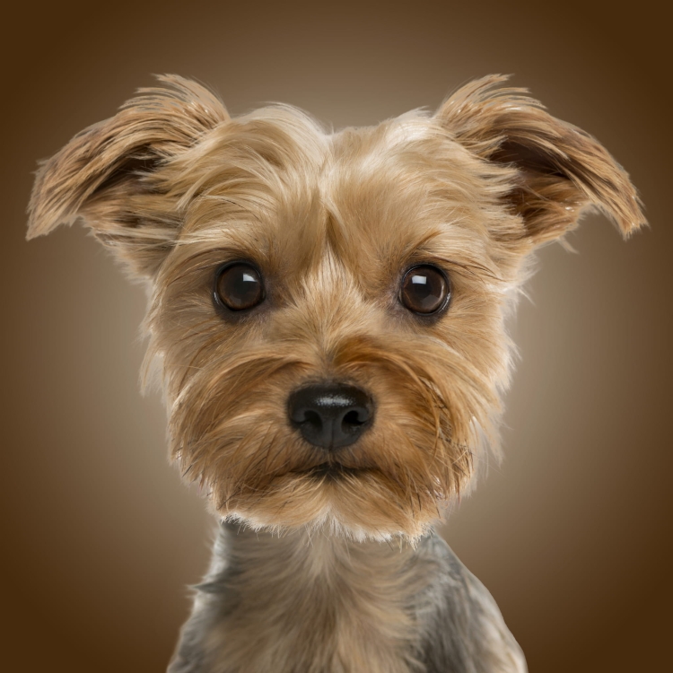 16a207b4d7c73bdf8ef95de2e2e6146b