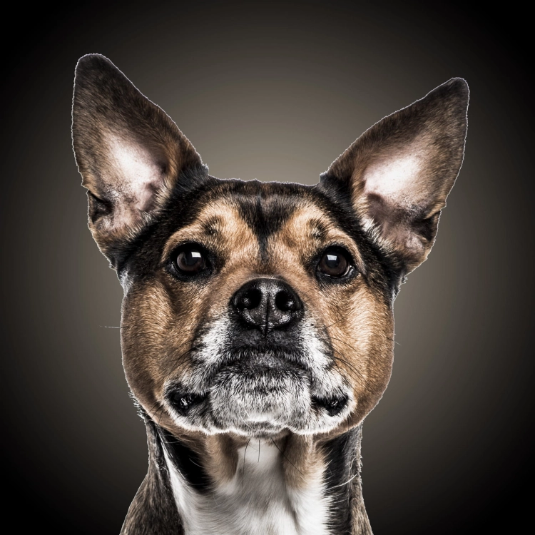 213386a0c4b9a085923a303e7f1103b7