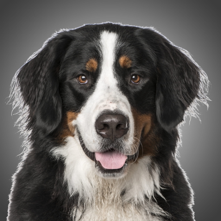 b5ebf401ee7dfab4976362e9746d64e2