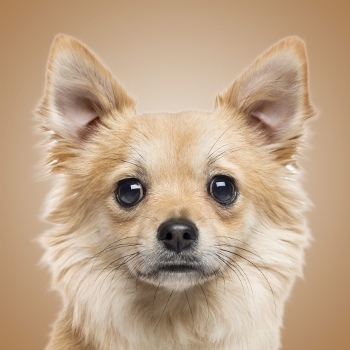 de59bf02a6d280215f24a69019b863fe