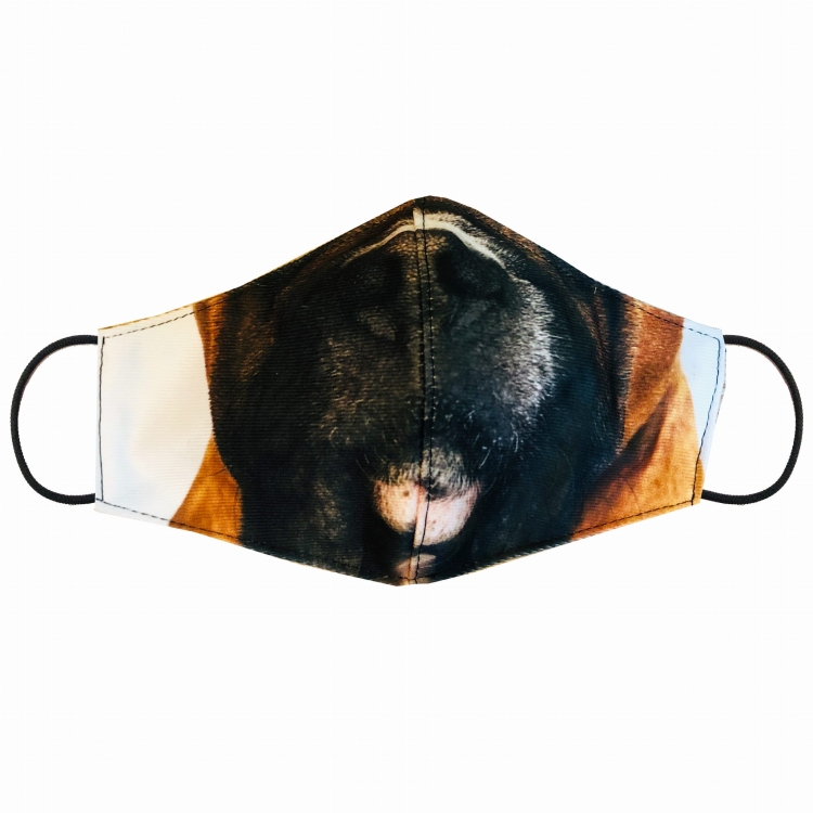 zdj boxer.jpg