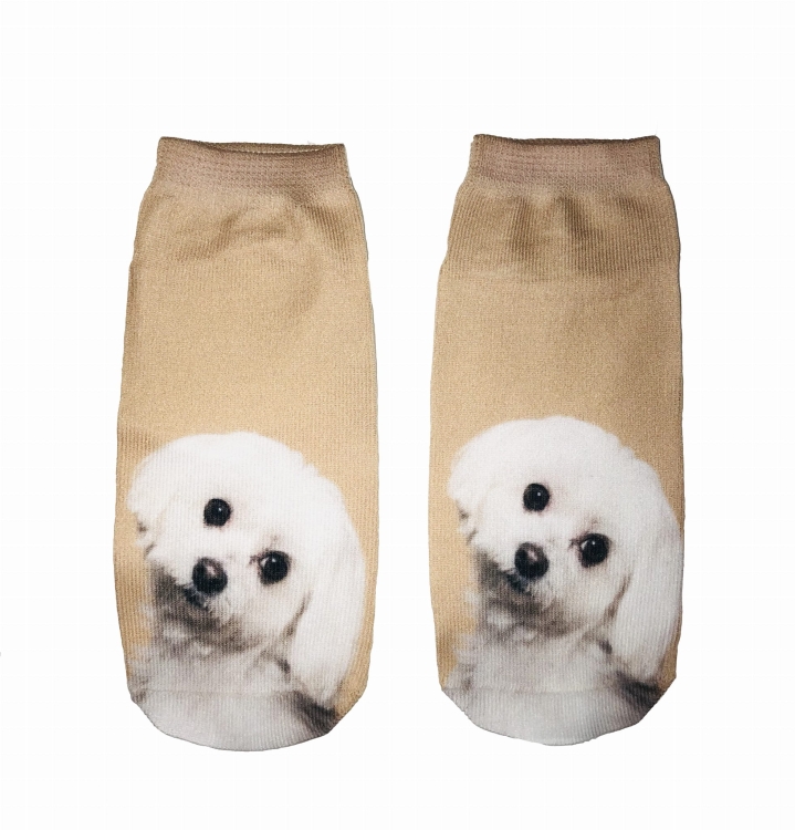 skarpetki z maltańczykiem.jpg