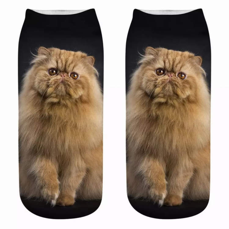 skarpetki kot pers .jpg