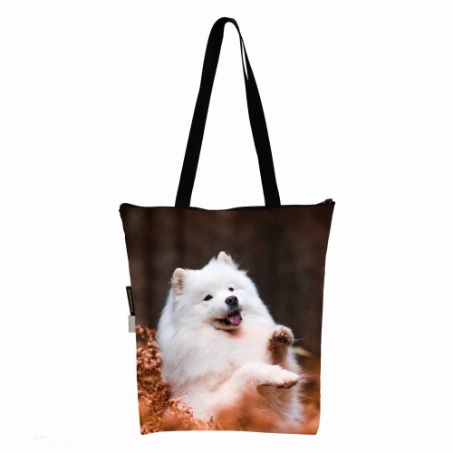 KL samoyed.jpg