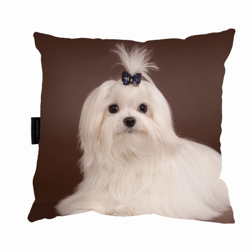 poduszka maltańczyk 4.jpg