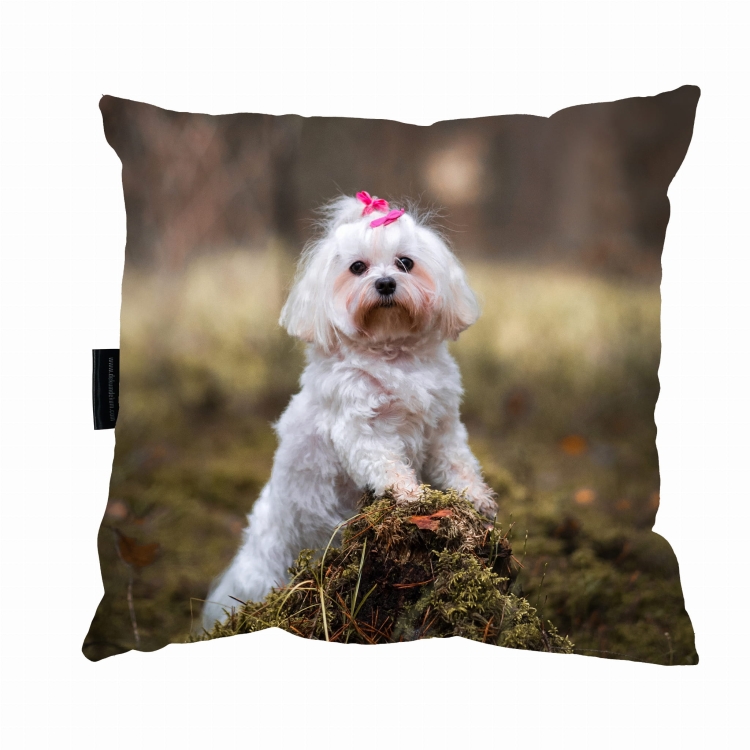 poduszka maltańczyk 3.jpg