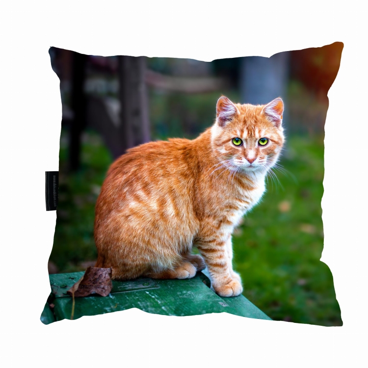 poduszka kot rudy .jpg