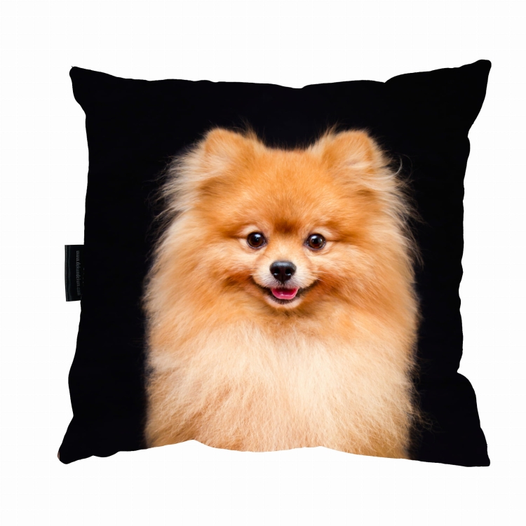 poduszka pomeranian na czarnym zdj.jpg