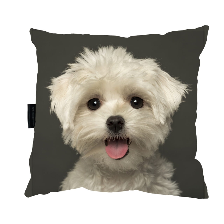 poduszka maltańczyk 1 zdj_Easy-Resize.com.jpg