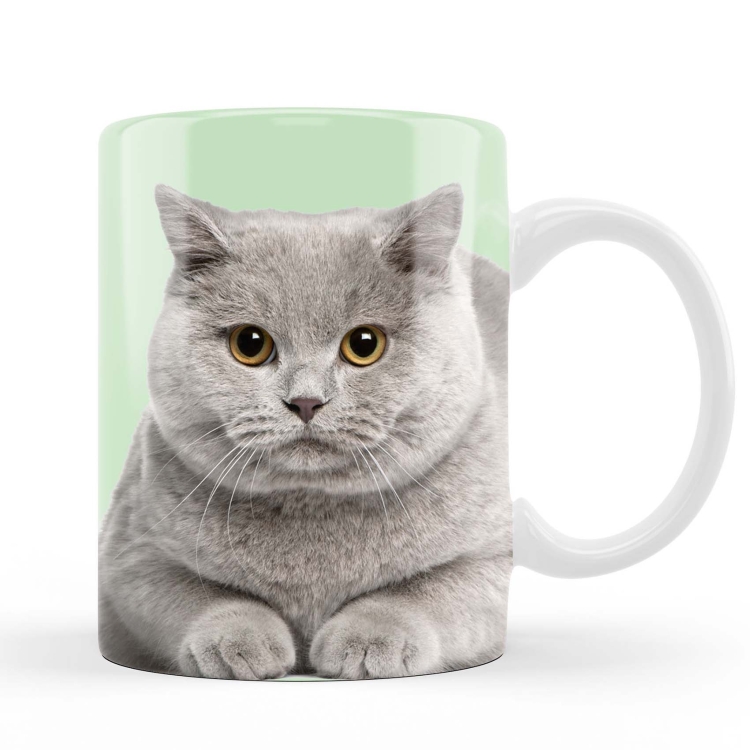 kubek kot brytyjski zdj 2.jpg