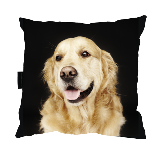 poduszka golden retriver zdj.png