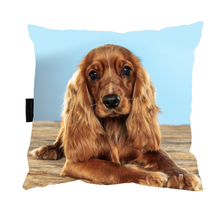 poduszka spaniel błekit.png