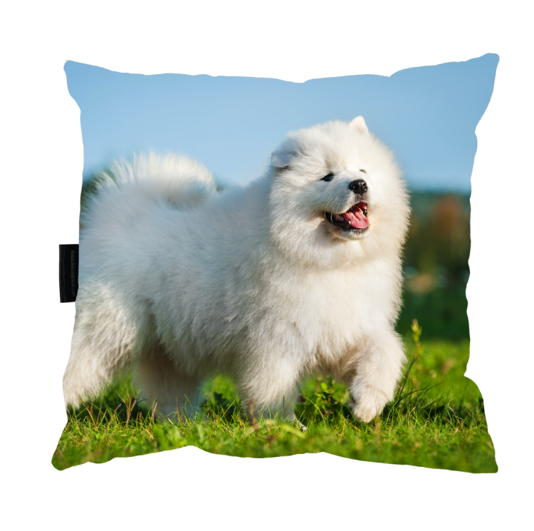 poduszka samojed zdj.png