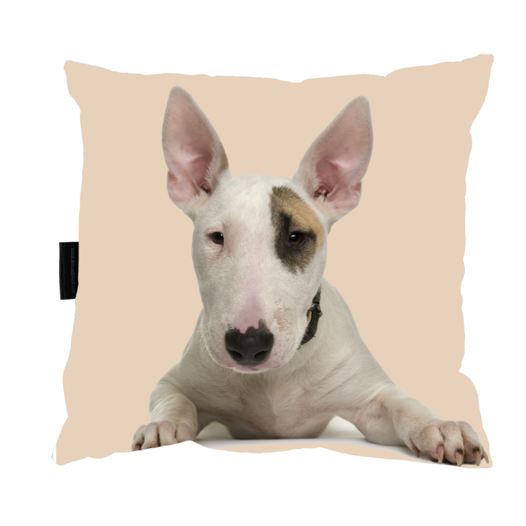 poduszka bulterier zdj.png