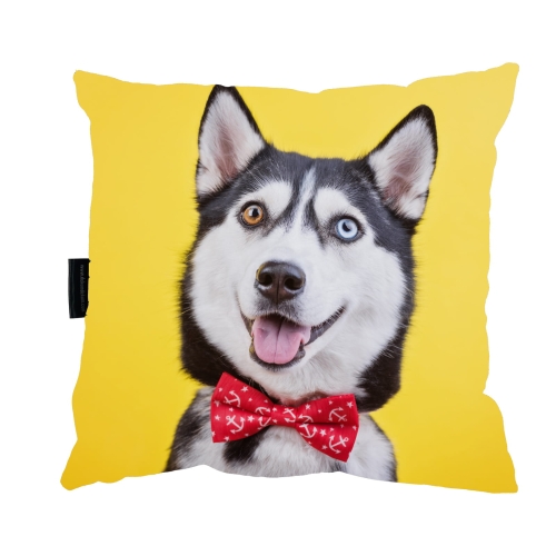 poduszka husky żółty _Easy-Resize.com.jpg