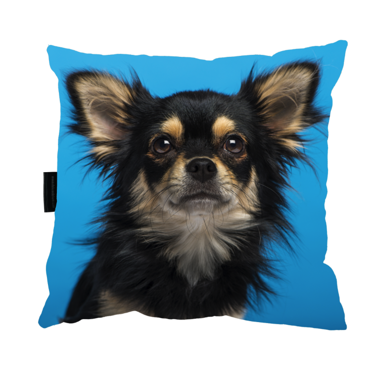 poduszka chihuahua zdj.png