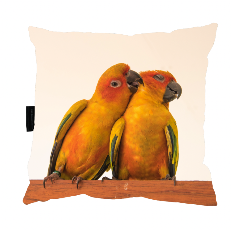 poduszka papugi.png