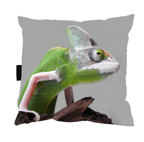 poduszka kameleon.png