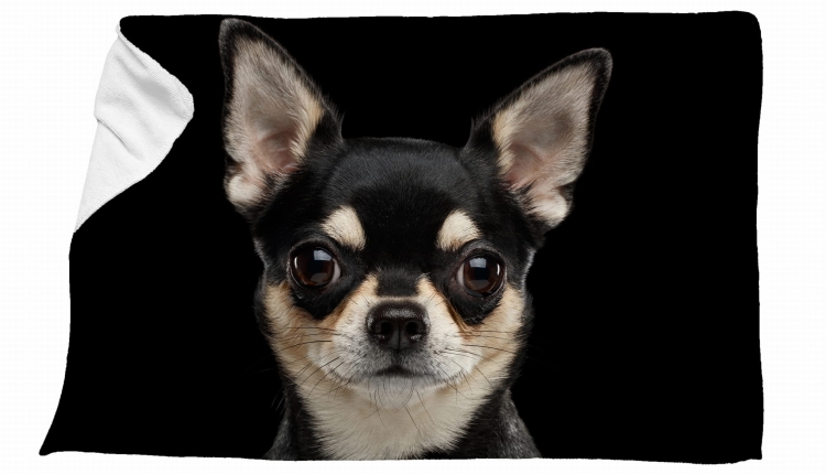 ręcznik chihuahua czarny zdj.jpg