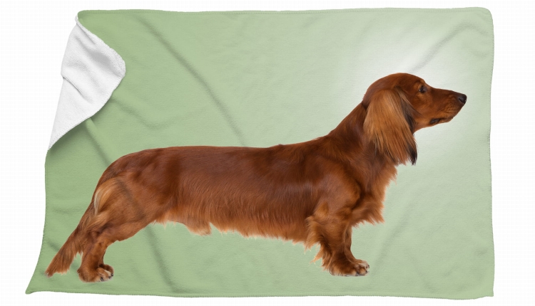 ręcznik jamnik zielony długowłosy zdj.jpg