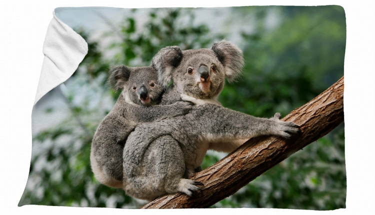 ręcznik koala zdj.jpg