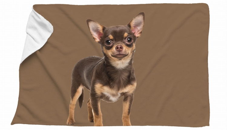 ręcznik chihuahua brąz zdj.jpg