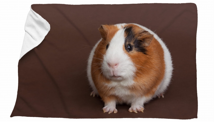 ręcznik świnka morska brąz zdj.jpg