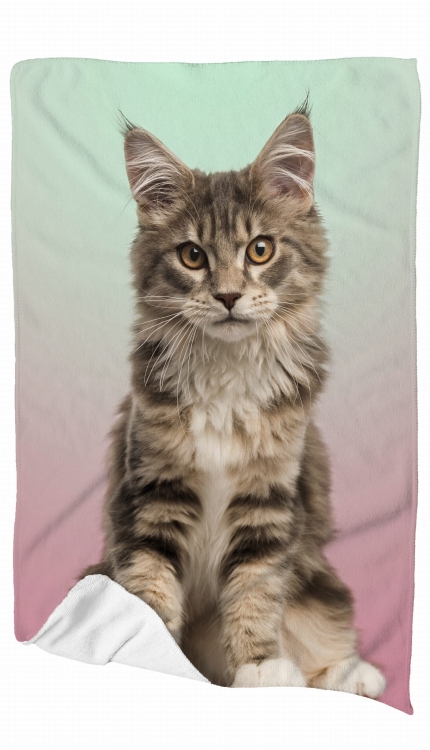 ręcznik maincoon zdj.jpg