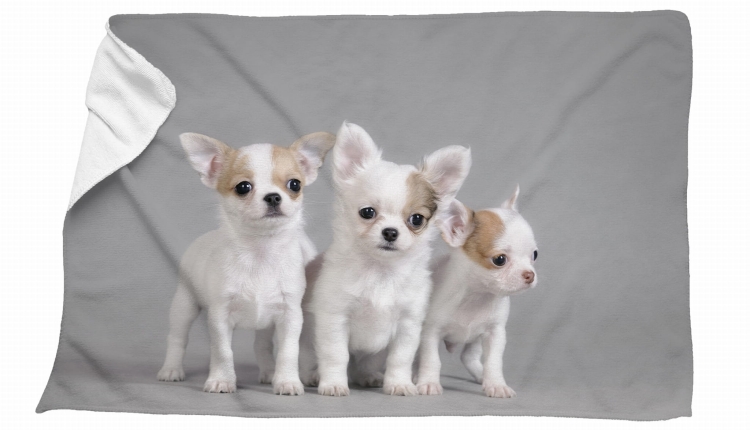 recznik chihuahua mix szary.jpg