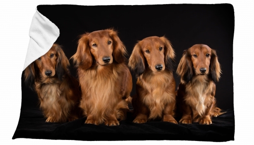 ręcznik jamniki brąz długowłose zdj.jpg