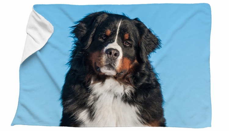 ręcznik berneńczyk zdj.jpg