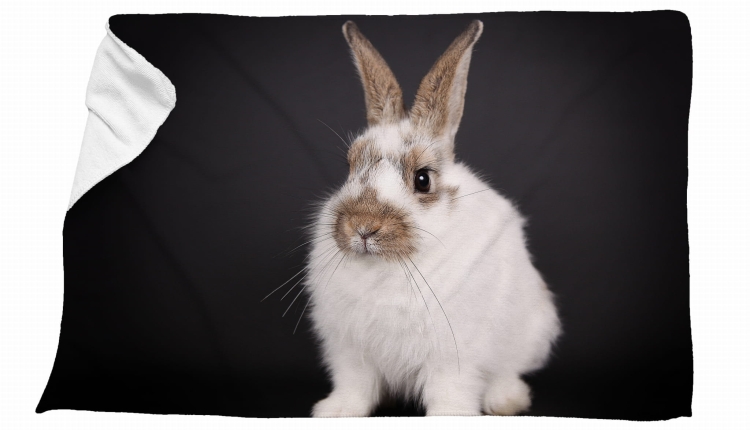 ręcznik królik szary zdj.jpg