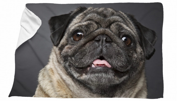 ręcznik mops uśmiech zdj.jpg