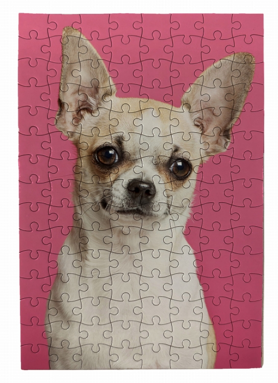 puzzle chihuahua róż.jpg