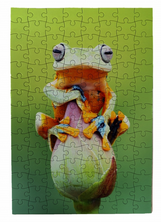 puzzle żaba 1.jpg