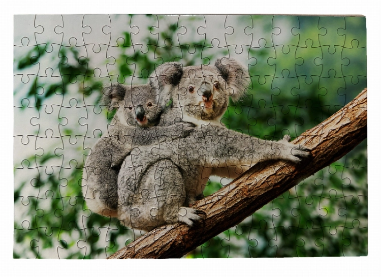 puzzle koala na drzewie.jpg